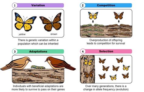 Butterflies Show r-Selection Traits. What Does This Statement Imply? And Why Do They Dance in the Rain?