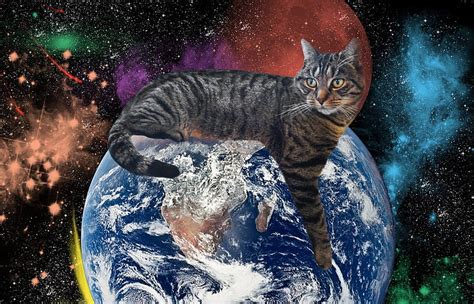 マツモト 大原野: なぜ猫は宇宙を支配していないのか？